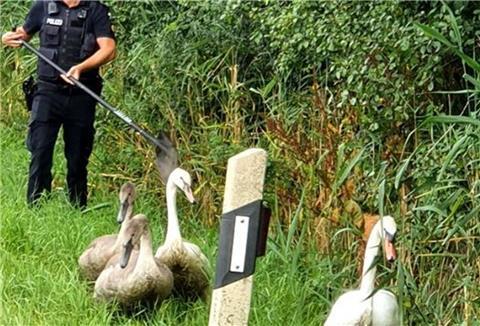 Eine Schwanenfamilie sorgt am Sonntag für Aufregung im Norden von Bremerhaven.