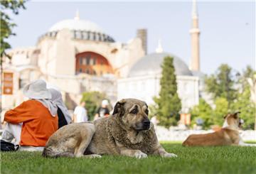  Ein streunender Hund ruht vor der byzantinischen Hagia Sophia Moschee. 