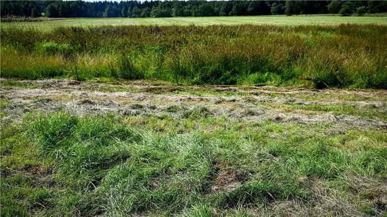 Nach Fund einer Kinderleiche: Warten auf Obduktionsergebnis Eine teilweise abgemähte Wiese am Fundeort einer Kinderleiche im Landkreis Stade.