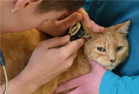Eine Tierärztin stellte bei dem Kater der Angeklagten - hier ein Symbolfoto - im September 2022 schmerzhafte, großflächige und offene Hautverletzungen am ganzen Katzenkörper fest.