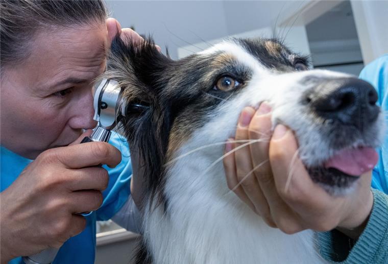 Tierärztin untersucht Hund