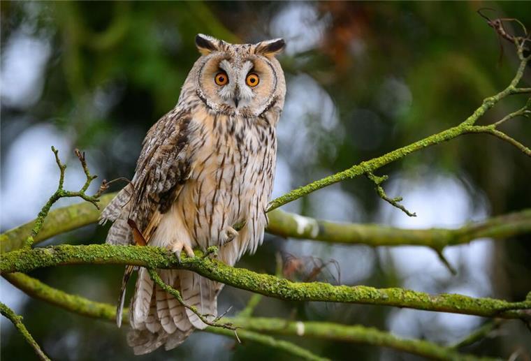Eine Waldohreule (Asio otus) schaut von einem Baum.