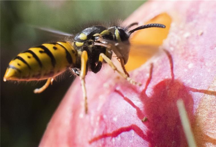Eine Wespe frisst sich durch einen Apfel in einem Obstgarten in der Region Hannover. Noch bis zum 15. August sind Bürger aufgerufen, die Insekten in ihrem Garten oder am Lieblingsplatz in der Natur zu zählen.