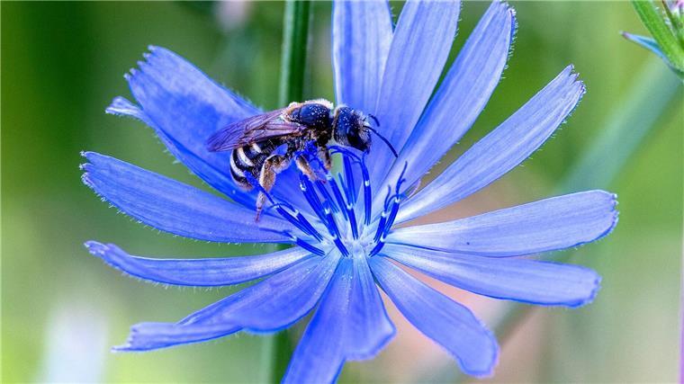Bienenseuche im Landkreis Harburg festgestellt Eine Wildbiene sammelt Pollen bei einer Gewöhnlichen Wegwartenblüte (Cichorium intybus) ein.