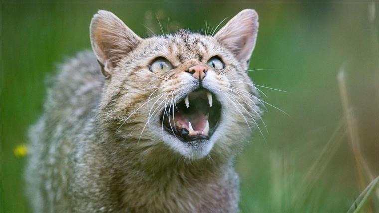 Eine Wildkatze (Felis silvestris) zeigt ihre Zähne im Wildkatzengehege vom NABU Niedersachsen im Harz.