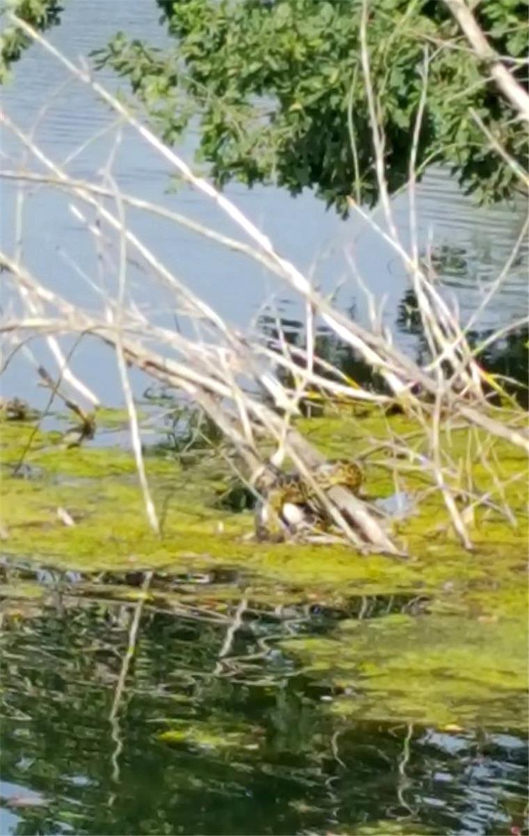Eine Würgeschlange der Gattung Gelbe Anakonda sitzt auf einem Ast im Latumer See in Meerbusch. 