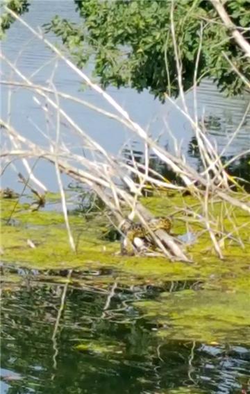Eine Würgeschlange der Gattung Gelbe Anakonda sitzt auf einem Ast im Latumer See in Meerbusch. 