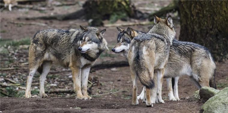 Zusammengefasst! Das war der Dienstag im nord24-Land Einen Wolf - nicht wie hier im Wingster Zoo im Gehege, sondern in freier Wildbahn - wurde von einer Kindergartengruppe in Hemmoor gesichtet.