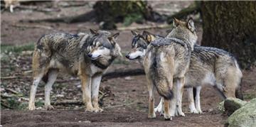 Einen Wolf - nicht wie hier im Wingster Zoo im Gehege, sondern in freier Wildbahn - wurde von einer Kindergartengruppe in Hemmoor gesichtet.