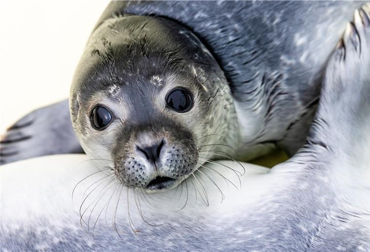Claus war der erste Heuler der Saison Einer der ersten Heuler der Aufzuchtstation in Friedrichskoog. Die ersten Tiere wurden auf den Inseln Amrum und Pellworm sowie in Eiderstedt gefunden.