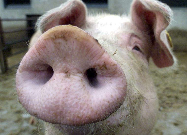 Nach Unfall in Loxstedt-Düring: Geflüchtetes Schwein aufgetaucht Eines der Schweine – hier ein Symbolfoto – ist bei dem Unfall in Loxstedt-Düring entwischt.