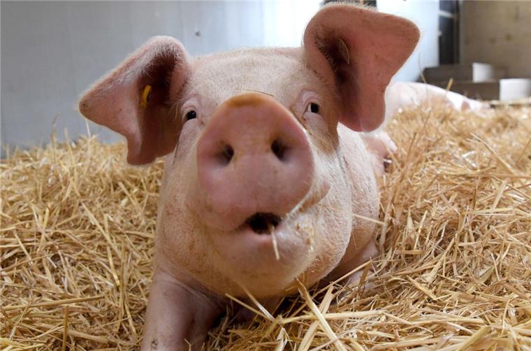 Nach Unfall in Düring: Schwein wird vermisst Eines der Schweine – hier ein Symbolfoto – ist bei dem Unfall in Düring entwischt und konnte trotz intensiver Suche bisher nicht gefunden werden.