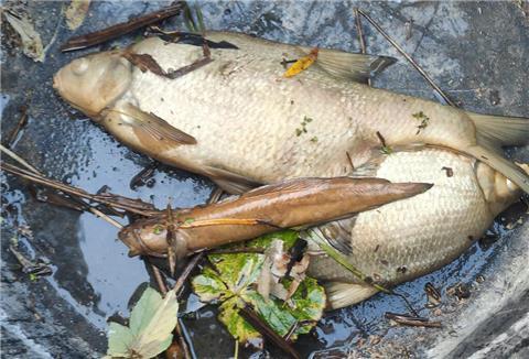tote Fische aus der Geeste