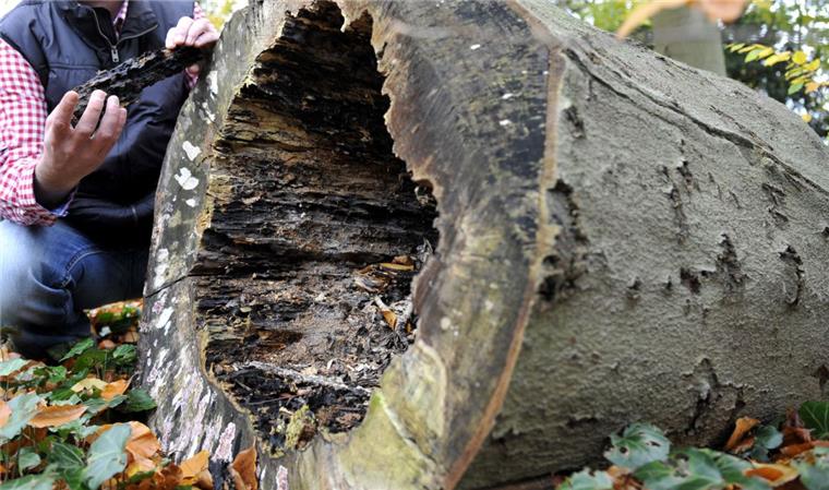 Einige Bäume, die unter einem Pilz leiden, müssen in Bremerhaven gefällt werden.