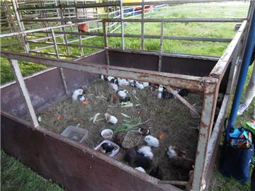 Einige Meerschweinchen sind noch da. Doch ein Teil der kleinen Nager flüchtete am Sonnabend.