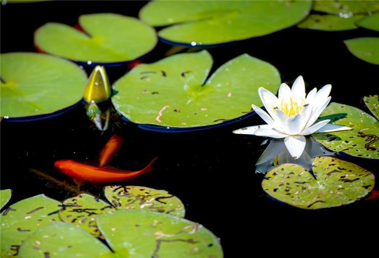 Im Herbst Zierfische aus dem Teich wieder ins Aquarium setzen