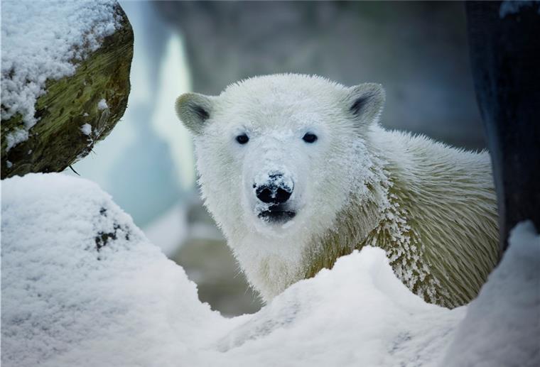 Eisbären im Zoo am Meer in Bremerhaven.