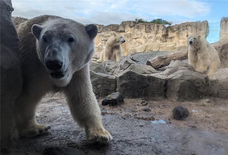 Wiegen, messen, zählen: Zoo am Meer macht Inventur Eisbären