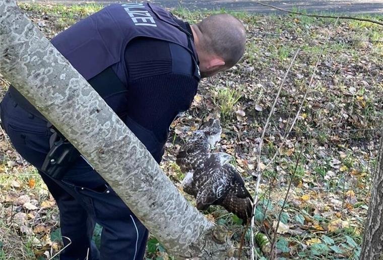 Einsatzkräfte der Bremerhavener Polizei befreien Greifvogel aus Maschendrahtzaun.