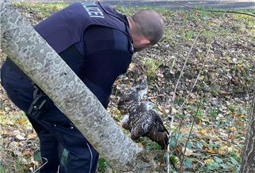 Einsatzkräfte der Bremerhavener Polizei befreien Greifvogel aus Maschendrahtzaun.