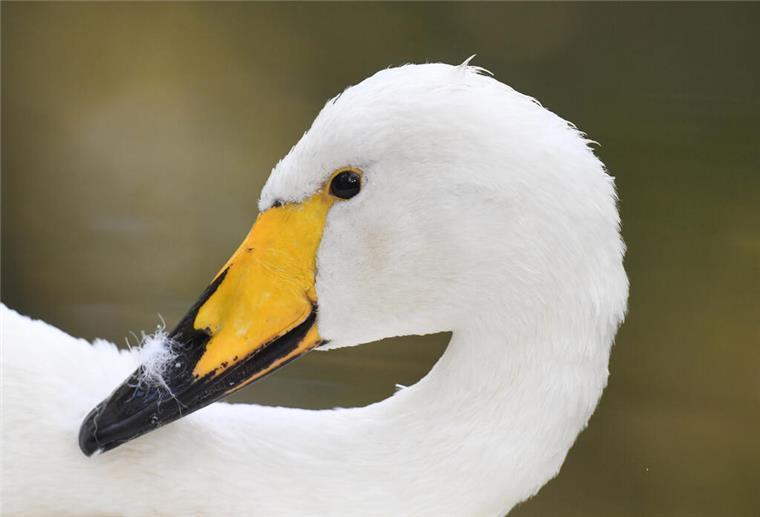 Einsatz mit Happy End: Polizei rettet verletzten Schwan von der Autobahn Ein Schwan. Einsatzkräfte retteten einen verletzten Schwan von der Autobahn. Das Tier wurde eingefangen und zur weiteren Versorgung in eine Auffangstation gebracht.