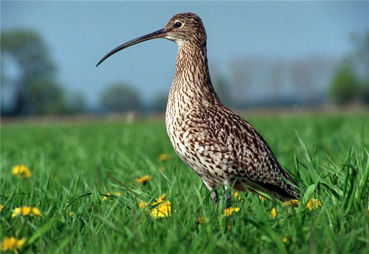 Einst weit verbreitet, zählt er inzwischen zu den stark gefährdeten Vogelarten: der Große Brachvogel. Auffällig ist seine Schnabelform.
