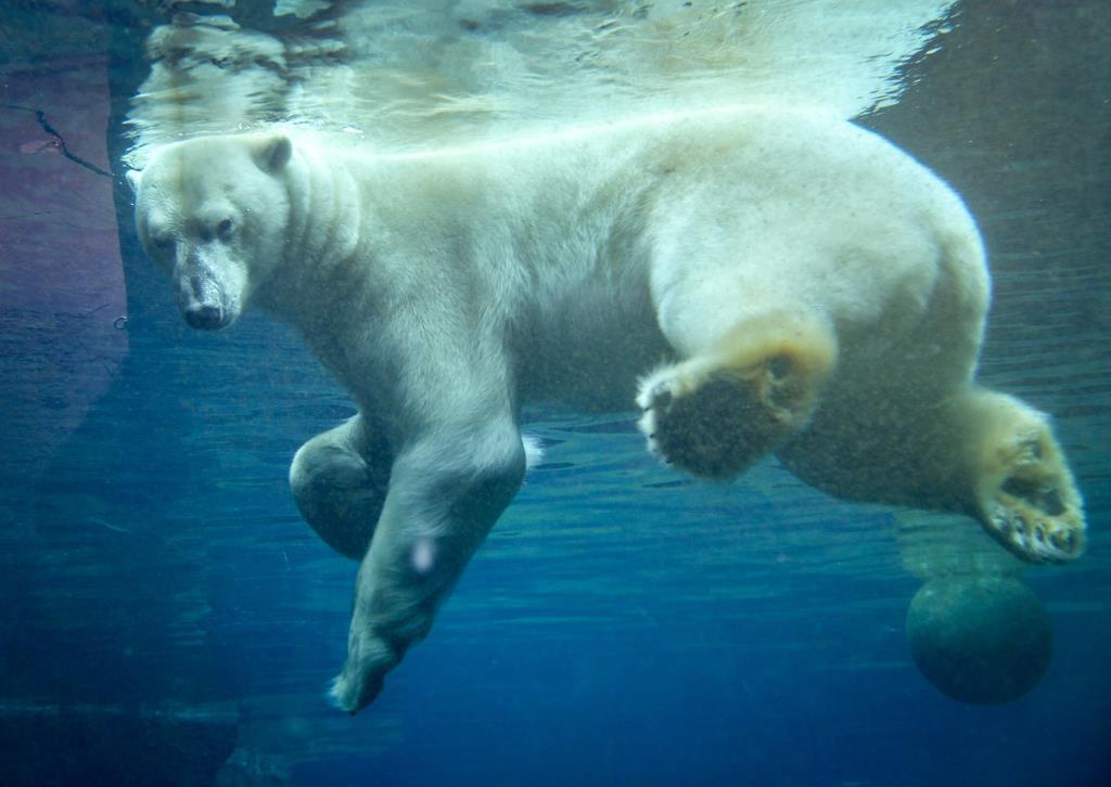 Eisbär Lloyd unter Wasser.