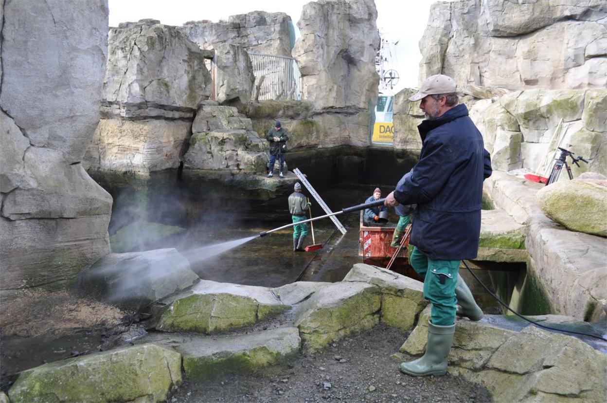 Großputz bei den Eisbären im Zoo am Meer Eisbärenpfleger Frank Schlepps geht mit dem Hochdruckreiniger gegen den Dreck im Gehege vor.