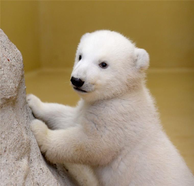 Zoo am Meer weist Vorwürfe von Tierschützern zurück Eisbärin Lale wurde 2013 in Bremerhaven geboren.