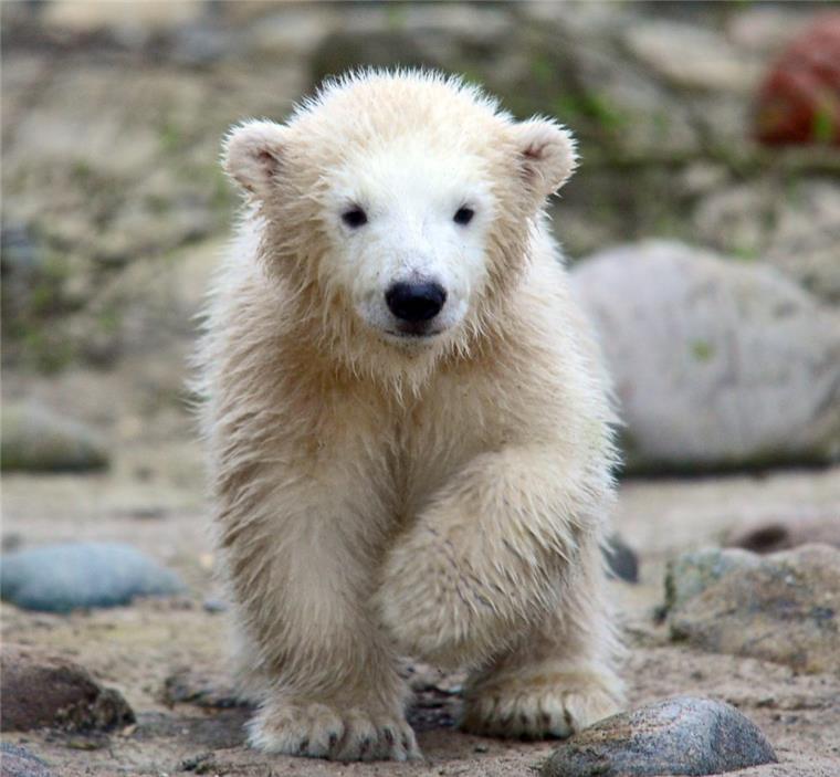 Zoo am Meer: Darum starben die kleinen Eisbärbabys Eisbärin Lili wurde 2016 von Valeska geboren.