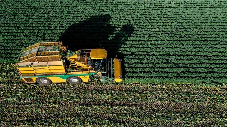 Eiseskälte ist nach Angaben des Bundesinformationszentrums Landwirtschaft für den Geschmack von Grünkohl nicht unbedingt notwendig.