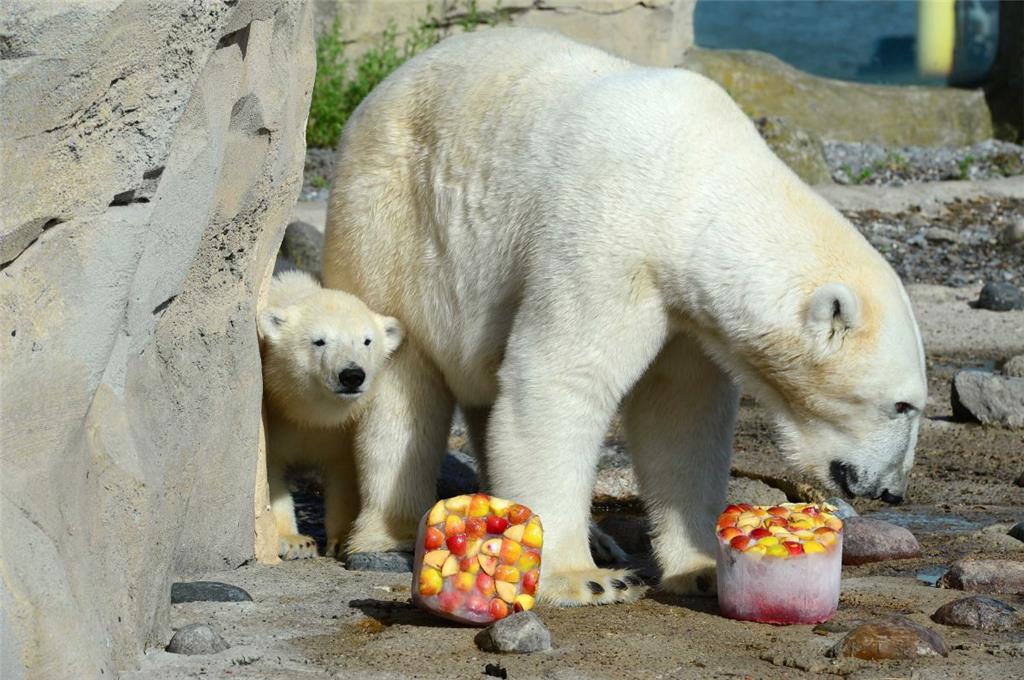 Eistorte gegen die Hitze. Die Pfleger aus dem Zoo am Meer bemühen sich immer, di...