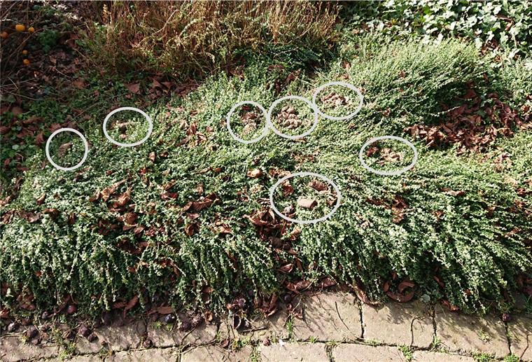 Eklig, eklig: Der Museumsgarten ist voller Hundekot – und es wird immer mehr.