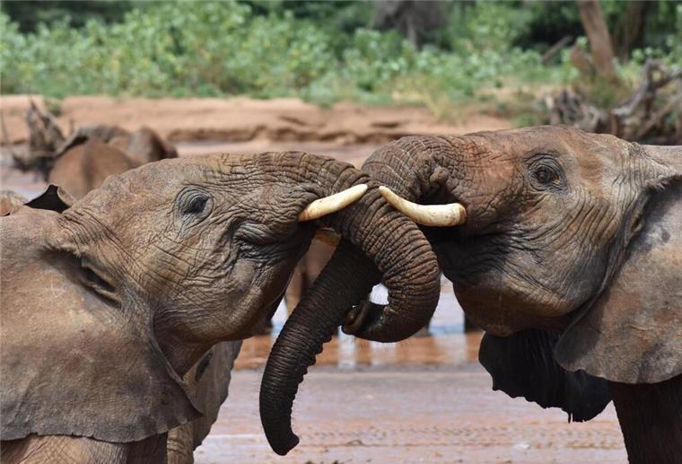 „Hey, Dumbo!“ - Geben sich Elefanten Namen? So sehen das die Forscher Elefanten sprechen sich einer Studie zufolge womöglich mit namenähnlichen Rufen an.