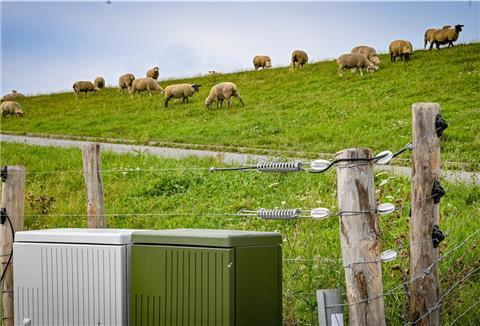 Elektrische Weidezäune schützen jetzt die Schafe am Weserdeich beim Lunesperrwerk in der Gemeinde Loxstedt. Fünf Jahre lang wollen Deichverband und Land Erfahrungen sammeln.
