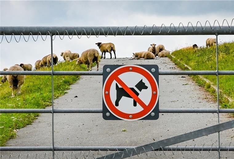 Elektrischer Weidezaun wird am Neuenlander Lunesiel in Betrieb genommen. Foto Scheschonka