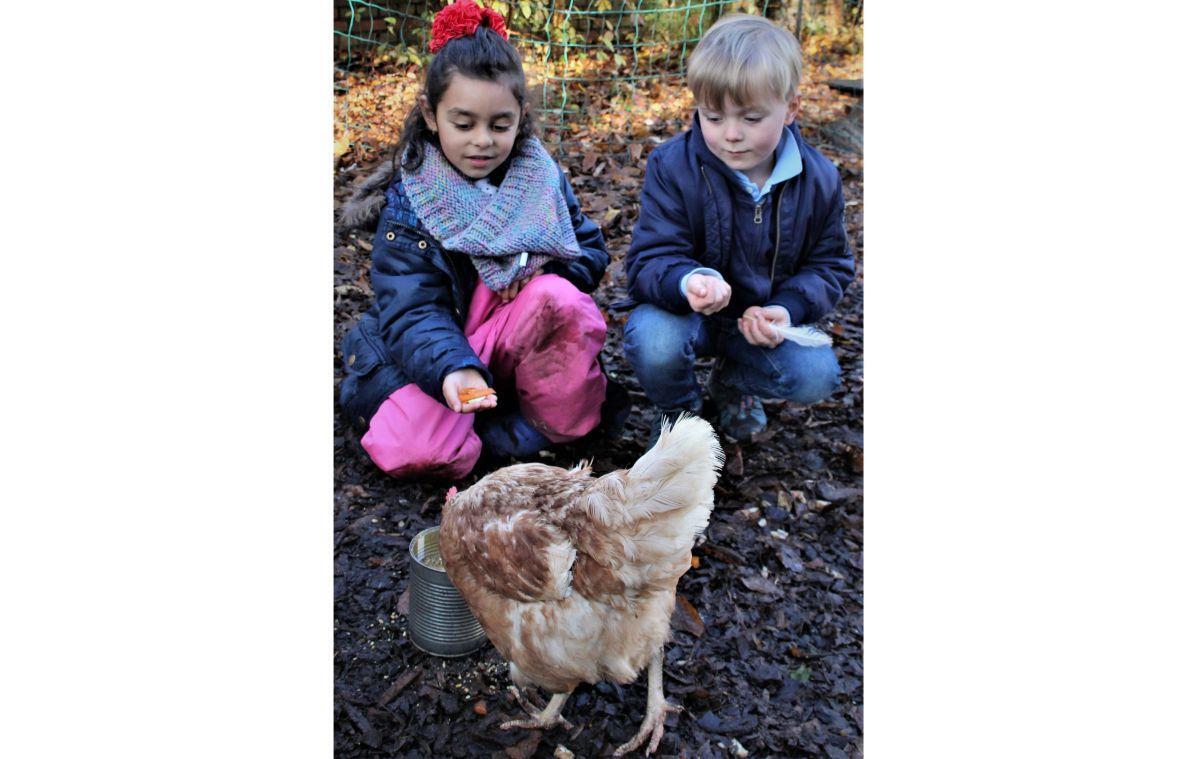 Eliana und Hannes, beide 5 Jahre alt, füttern ein Huhn. Ziel der Aktion im „Kindergarten für alle“ ist es, dass die Kinder lernen, Verantwortung zu übernehmen sowie Geduld und Respekt.
