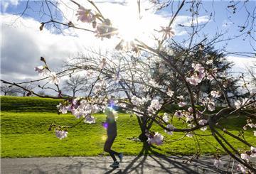  Die Sonne scheint durch die Blüten einer Winterkirsche. 