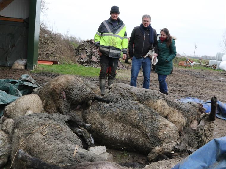 Entsetzen über die gerissenen Schafe in Ovelgönne.