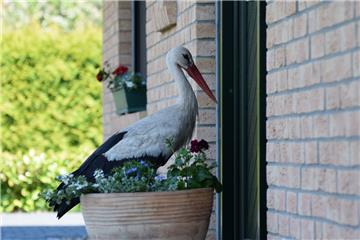Er heißt Ronny, ist ein Problemstorch und nervt ein Dorf im Norden Brandenburgs.
