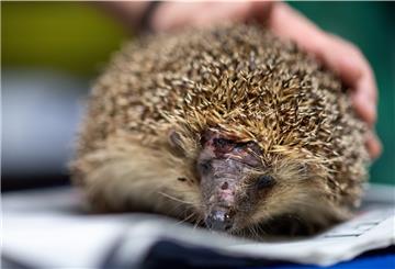 Er ist Opfer eines Mähroboters geworden: Dieser Igel muss wegen einer Kopfverletzung behandelt werden. 