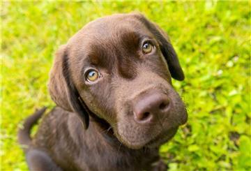 Ein kleiner Labrador blickt traurig in die Kamera. 