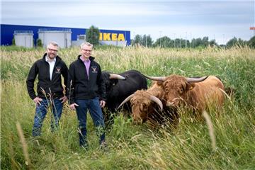 Erich Pommer und Ferdinand Marschalk (von links) mit den Rindern der Rohrniederung in Bremerhaven.