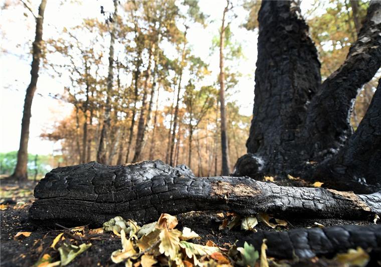 Erst am Freitag war ein Wald bei Wedemark (Raum Hannover) in Flammen aufgegangen. Auch im Cuxland steigt die Waldbrandgefahr.