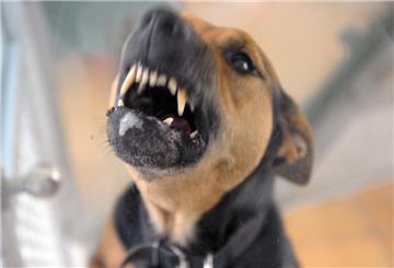 Ein schwarz-brauner Hund bellt.