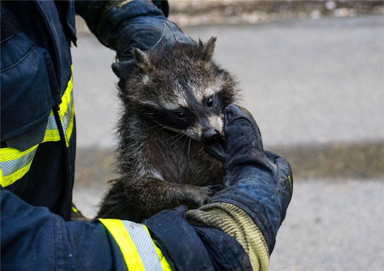 Waschbär in Not: Feuerwehr rettet kleinen Racker Erst mit Hilfe eines Seiles und eines Gewichtes konnte der Waschbär durch den Kamin in den Keller getrieben werden, wo die Feuerwehr ihn schon erwartete. Das Tier blieb unverletzt und wurde einem Mitarbeiter des Tierheimes übergeben.