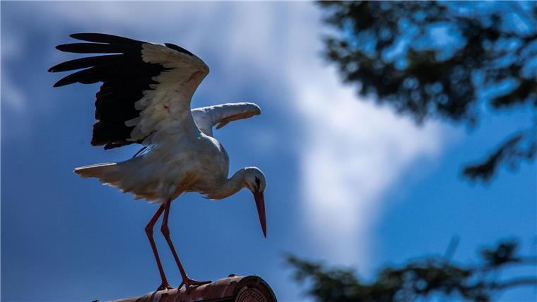 Störche kamen wohl erst im Mittelalter nach Norddeutschland Erst vor rund 1000 Jahren kam der Storch nach Norddeutschland (Archivbild)