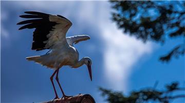 Erst vor rund 1000 Jahren kam der Storch nach Norddeutschland (Archivbild)