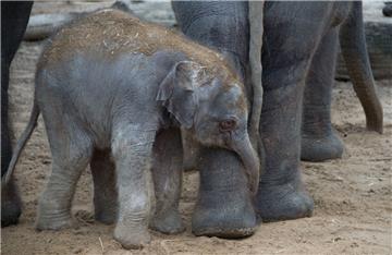 Erst wenige Tage alt und schon 100 Kilo schwer: Die beiden Elefantenbabys im Zoo Hannover sind richtige Wonneproppen.
