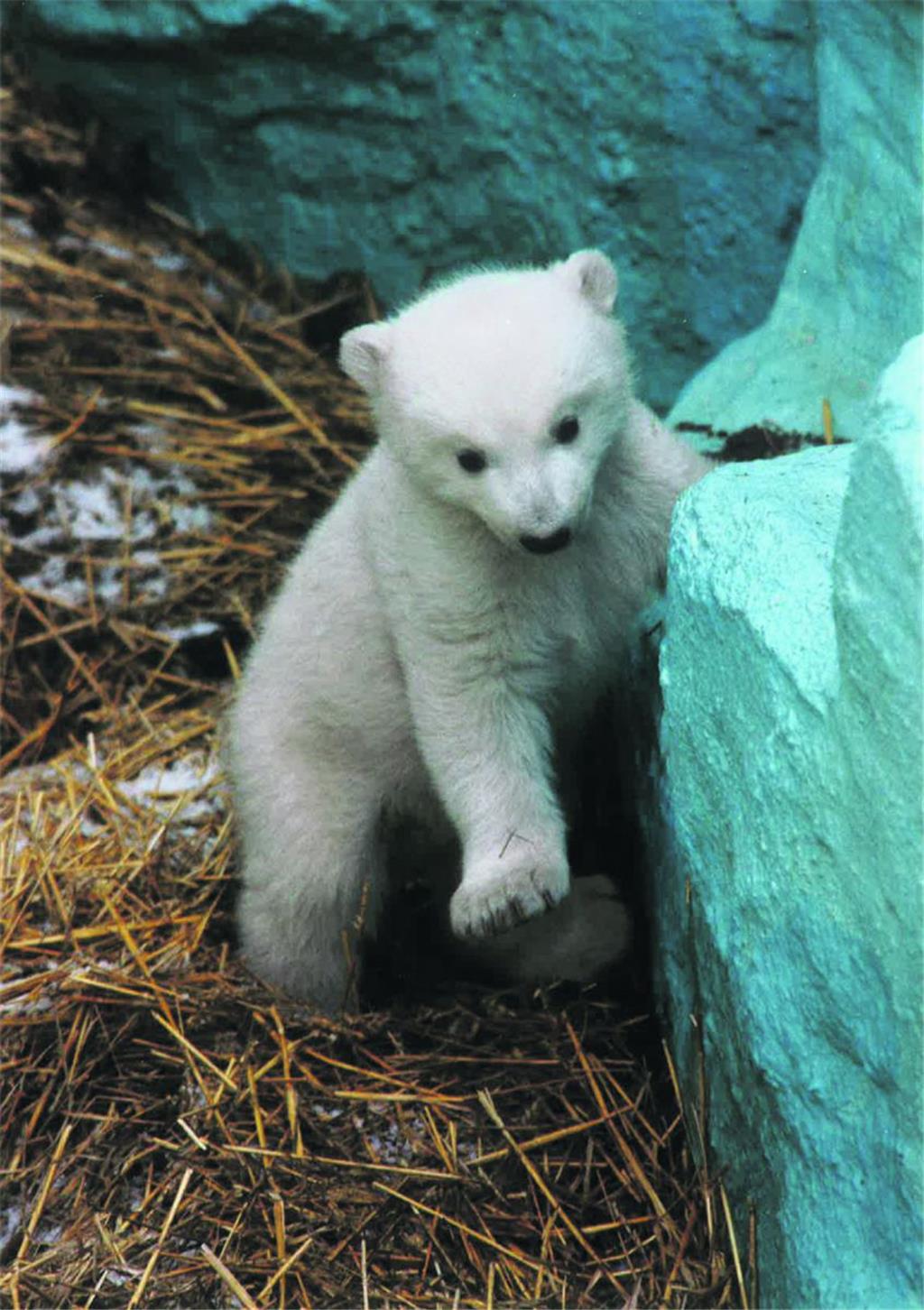 Erste Gehversuche im Gehege. Foto: Zoo am Meer